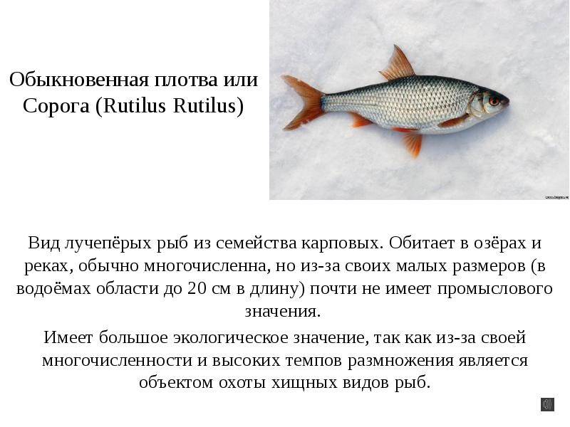 Рыба плотва — калорийность и виды. свойства и польза плотвы