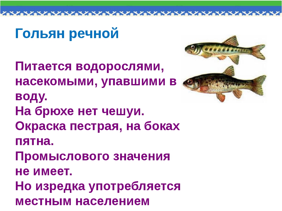 Рыба гольян: что за рыба, как выглядит, чем питается, когда ловить