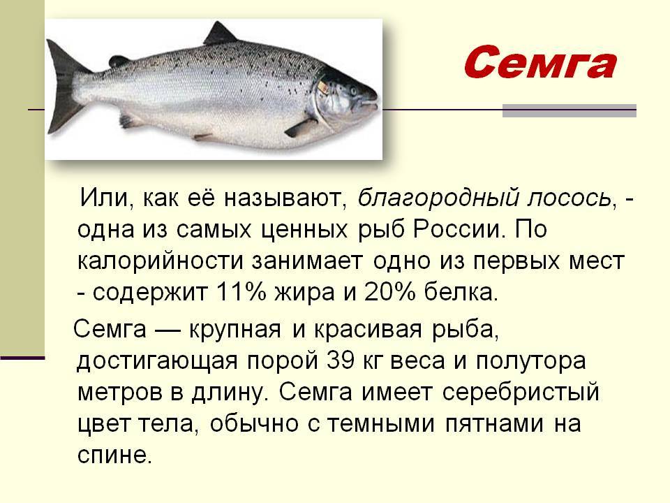 Рыба сёмга: где водится в россии, польза и вред, как готовить