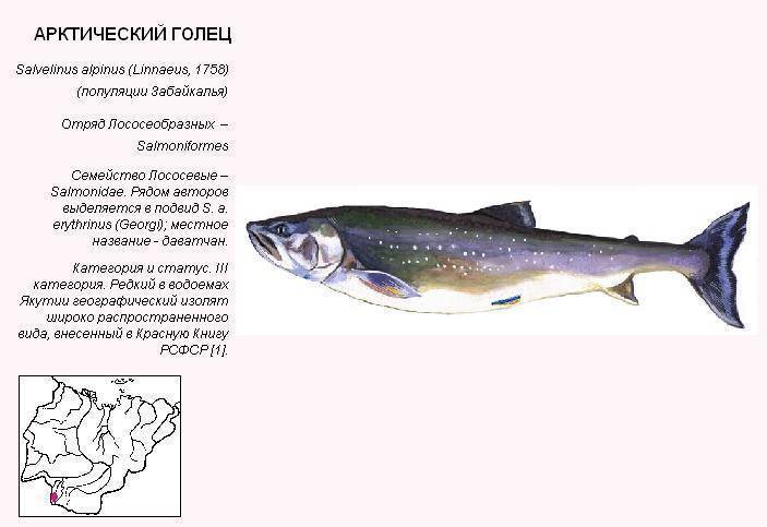 Арктический омуль: где обитает и как живёт эта рыба, различия между белым и байкальским подвидами семейства