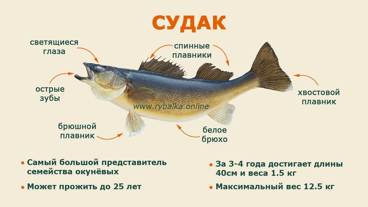 Берш рыба: википедия, ареал обитания, как ловить и отличие от судака