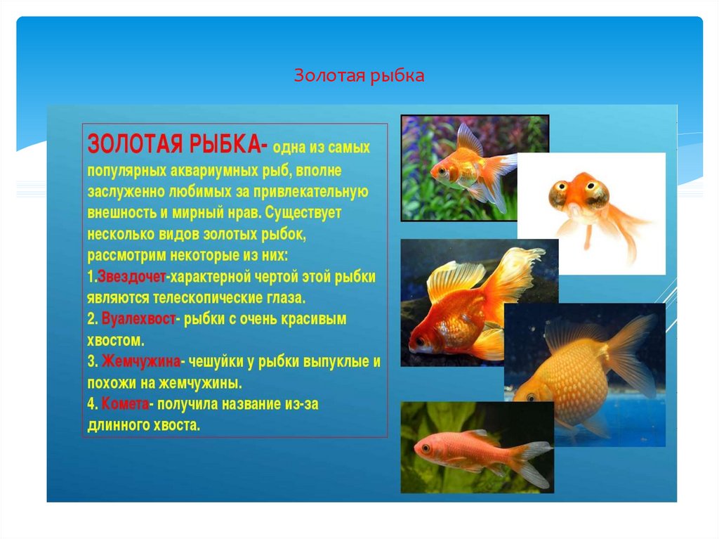 как ухаживать за аквариумными рыбками 2 класс