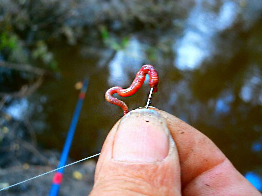Черви для рыбалки | виды червей. фото