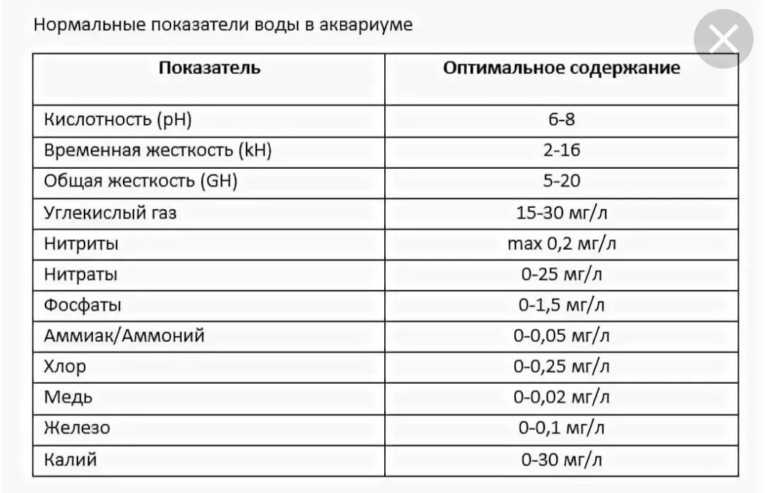 Какая температура воды в аквариуме лучше всего подходит для рыбок и растений