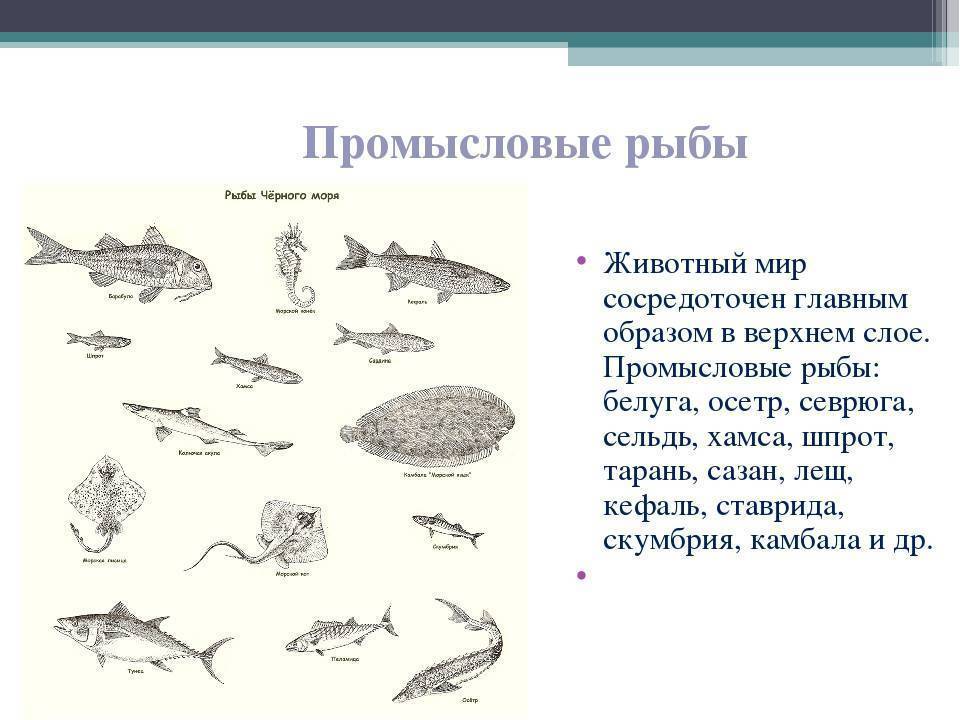 Промысловые рыбы черного моря