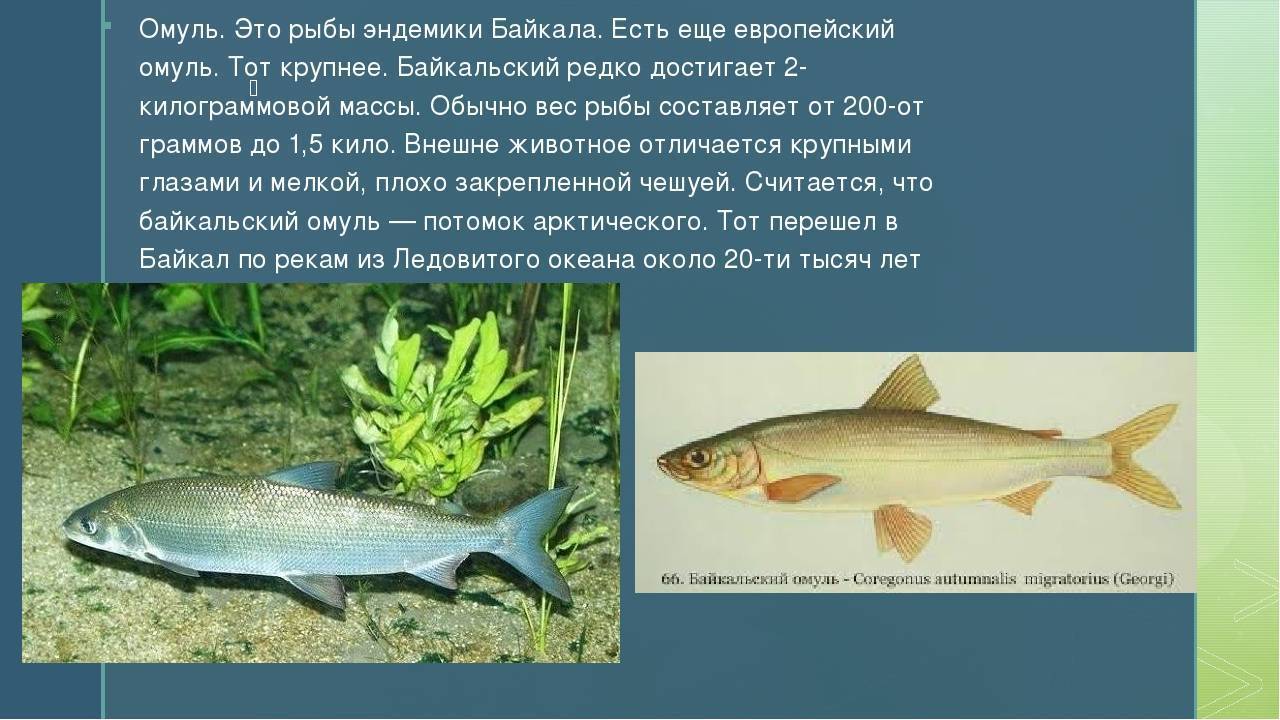 Рыба «Омуль байкальский» фото и описание
