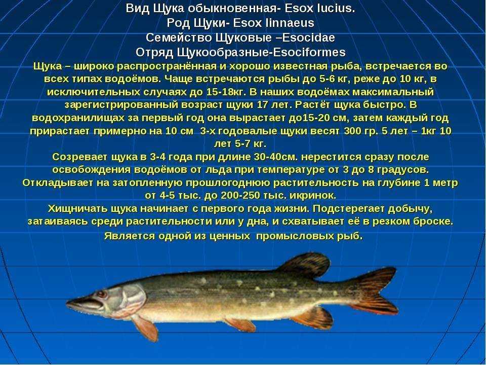 Ловля щуки спиннингом на озере летом | снасти, приманки