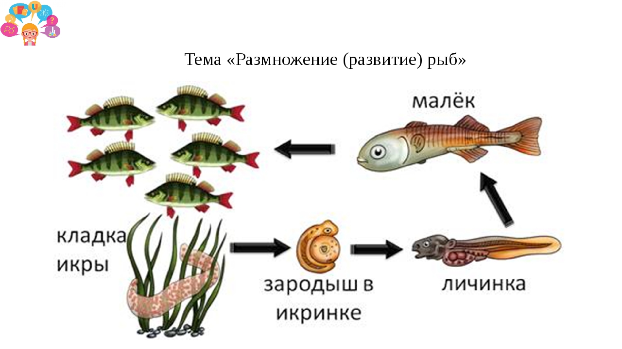 Размножение животных рыбы. Цикл развития рыбы схема. Цикл развития рыбы схема стадии развития. Жизненный цикл речного окуня. Размножение речного окуня.