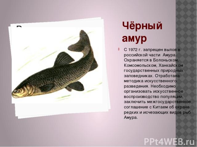 Амур упак. Чёрный Амур рыба. Белый Амур рыба. Черный Амур красная книга. Рыбы Амура в красной книге.