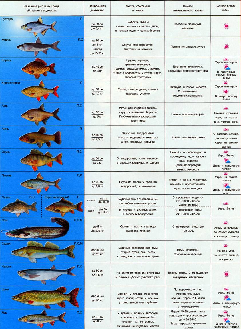 Периоды и особенности нереста у пресноводных рыб – рыболову на заметку