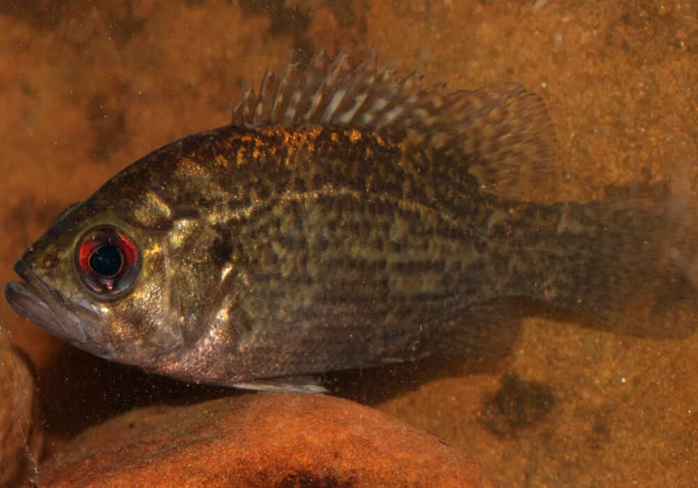 Рыба «Басс красноглазый» фото и описание