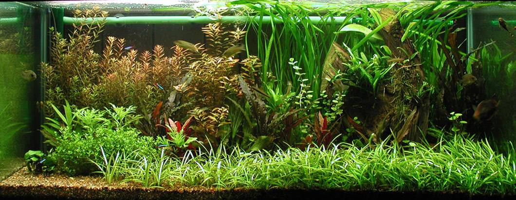 Как правильно сажать аквариумные растения