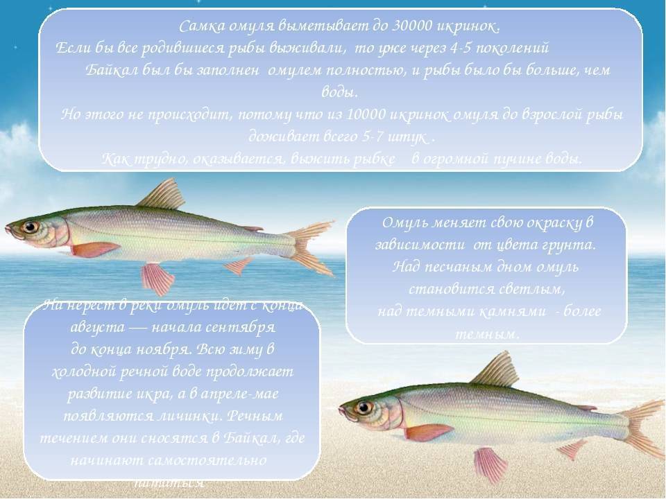 Омуль: полезные свойства икры для организма, химический состав рыбы холодного копчения, вред