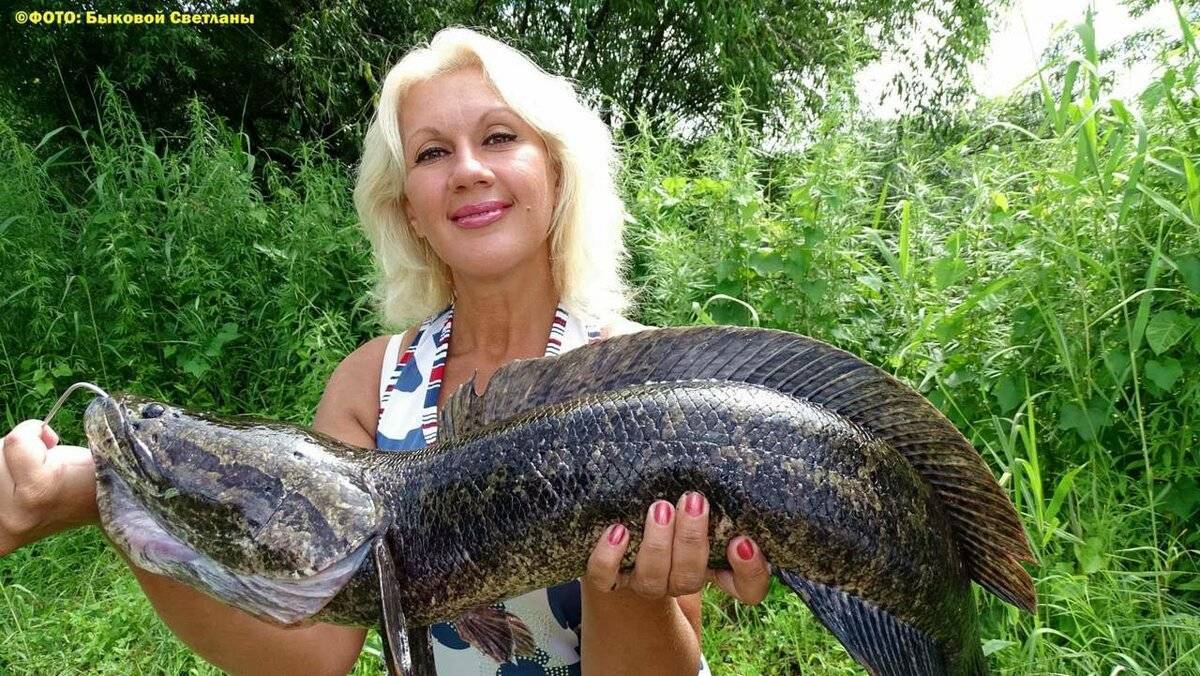 Змееголов (рыба): описание и фото :: syl.ru