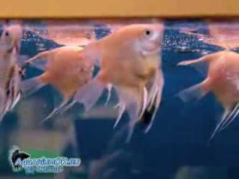 Болезни аквариумных рыб