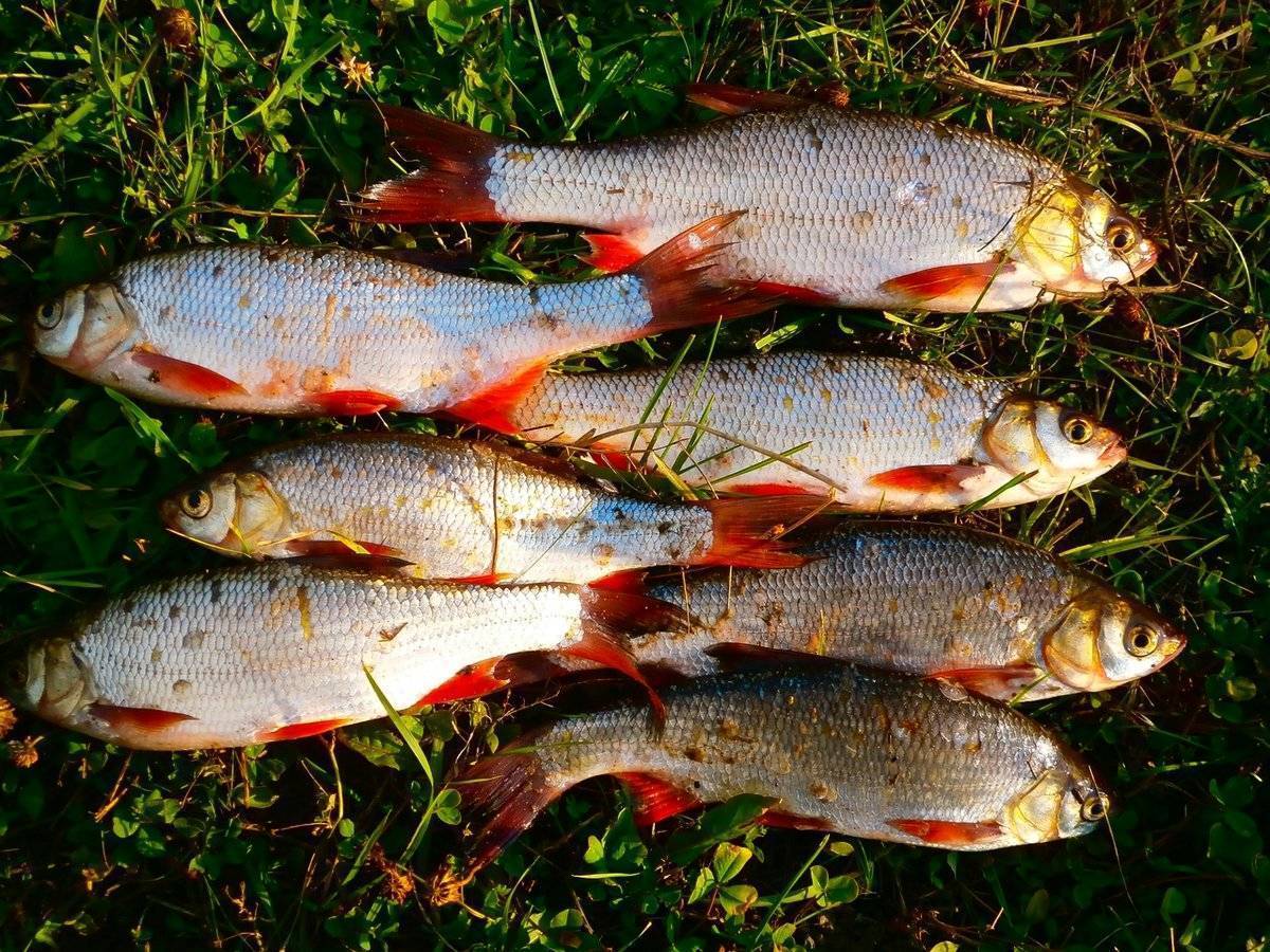 Язь - 70 фото вкусной рыбы обитающей преимущественно в россии