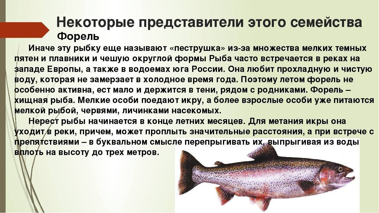 Рыбалка на семгу: рыбалка на атлантического лосося на кольском полуострове
