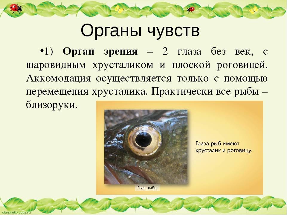 Знак зодиака рыбы: общее описание, сильные и слабые стороны, совместимость