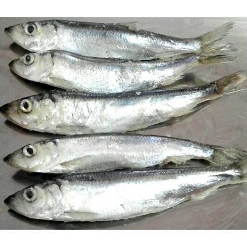 Салака — что это за рыба, чем полезна и как ее готовить ?