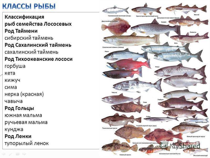 Семейство лососевых рыб, дикий лосось, виды, нерест лососевых рыб