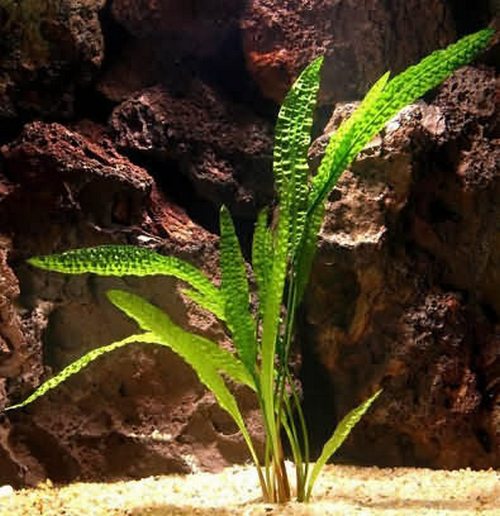 Криптокорина: содержание аквариумного растения, виды, фото