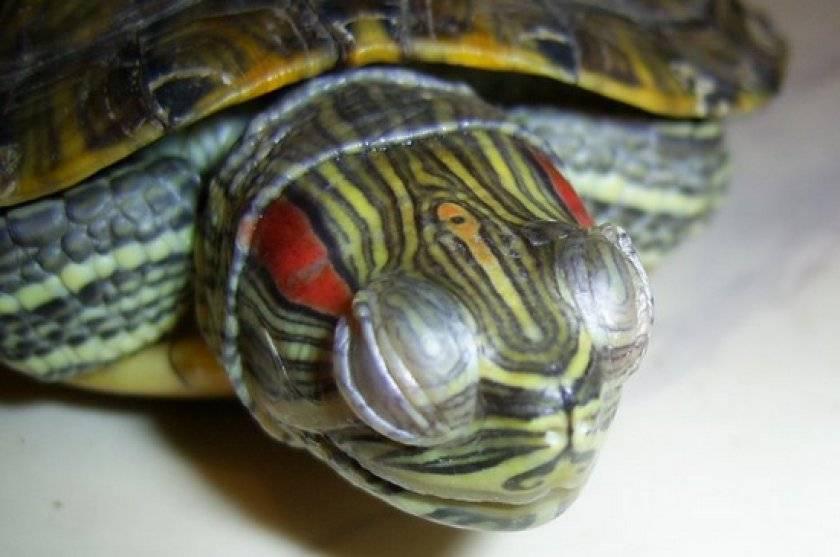 Чем болеют красноухие черепахи?