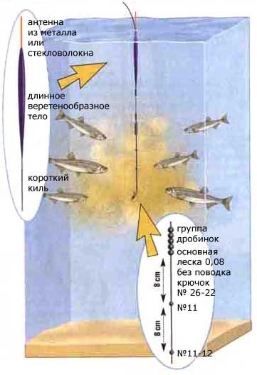 Рыба уклейка – типичный представитель пелагических карповых