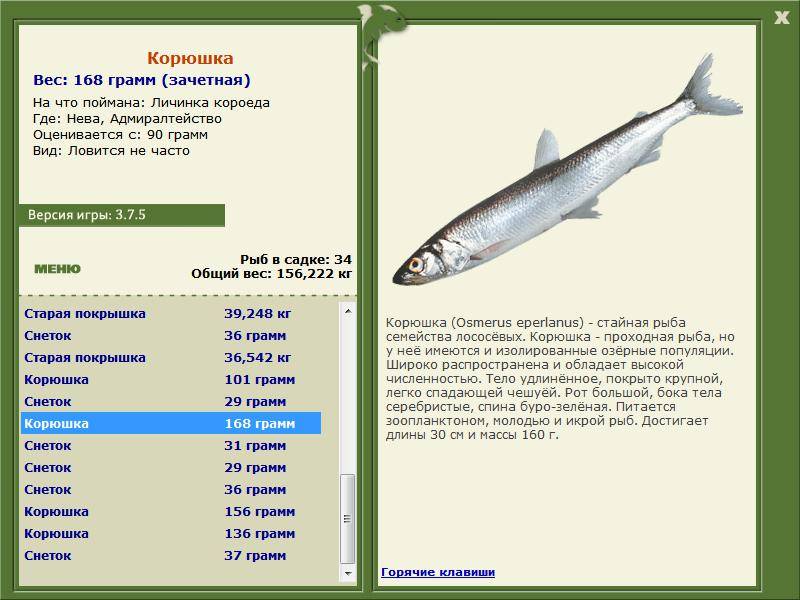 Рыба «Снеток» фото и описание
