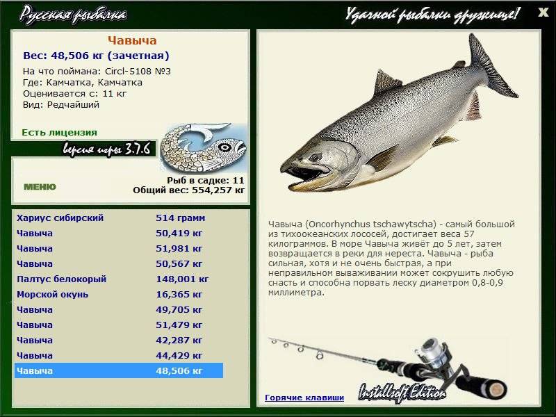 Что за рыба чавыча? - суперулов - интернет-портал о рыбалке