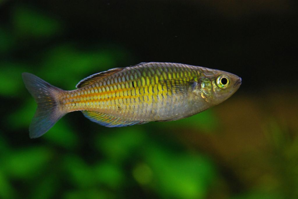 Радужница трехполосая / на латыни: melanotaenia trifasciata