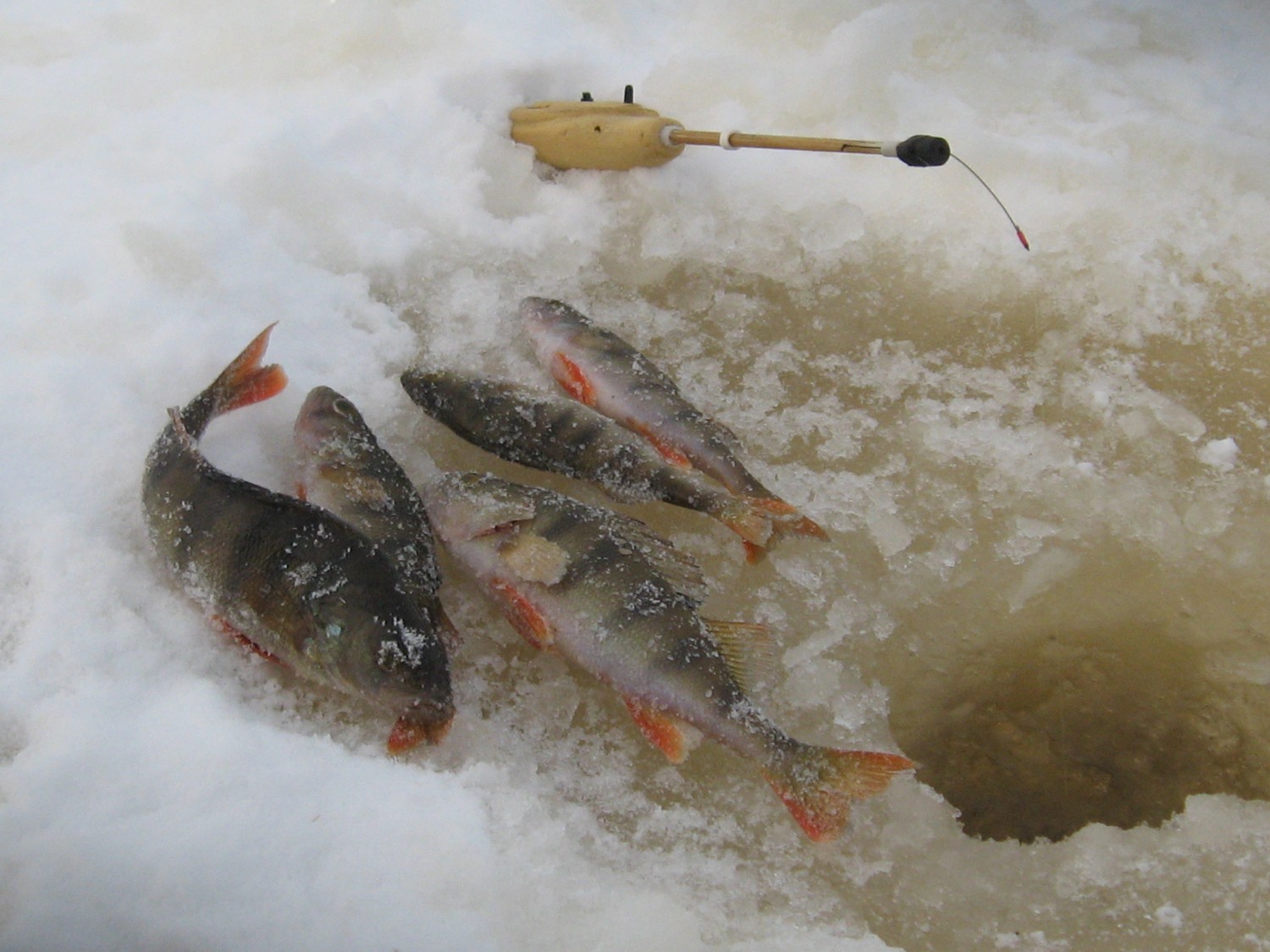 Клев окуня в марте. Окунь первый лед. Зимняя рыбалка по первому льду. Рыбалка по первому льду на окуня. Ловля окуня по первому льду.