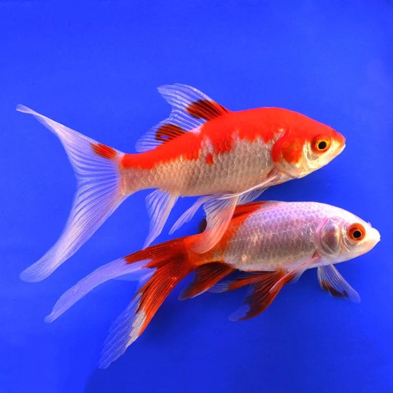 Сколько стоит аквариумная рыбка. Комета рыбка аквариумная. Комета красная аквариумная рыбка. Золотые аквариумные рыбки Комета. Золотая рыбка Комета красная.