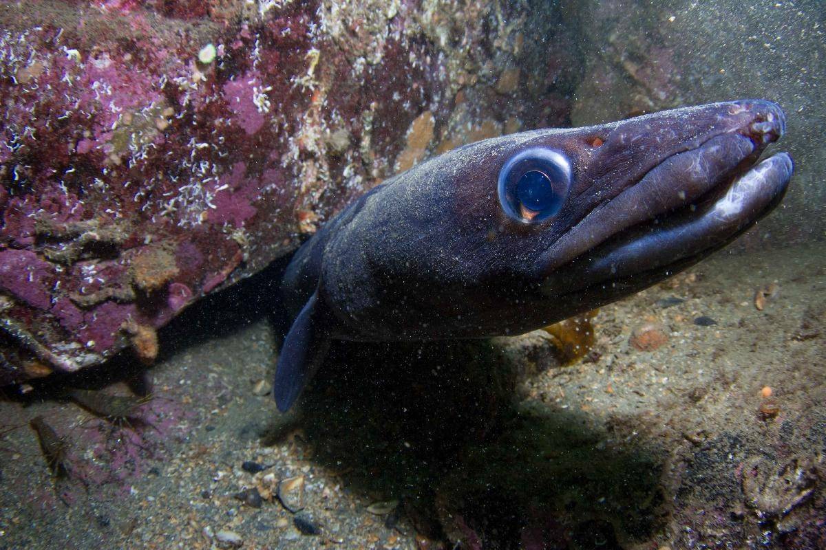 Угорь. рыба-феномен | описания и фото животных