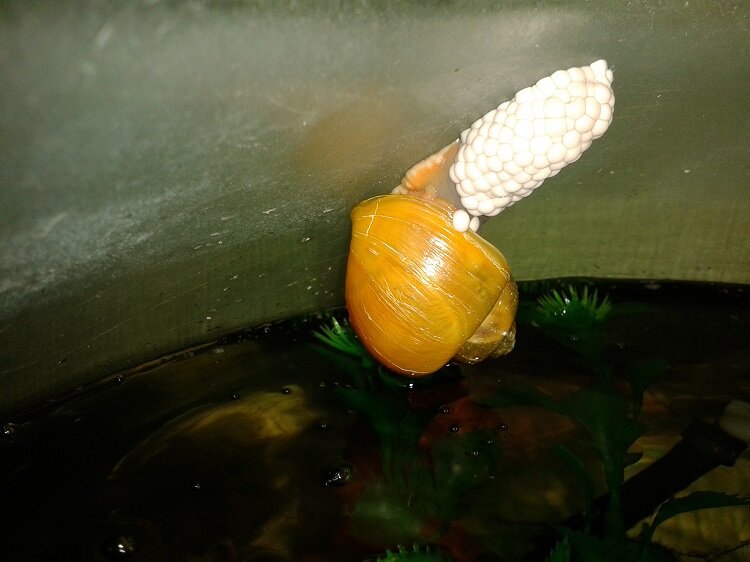 Яйца улиток в аквариуме