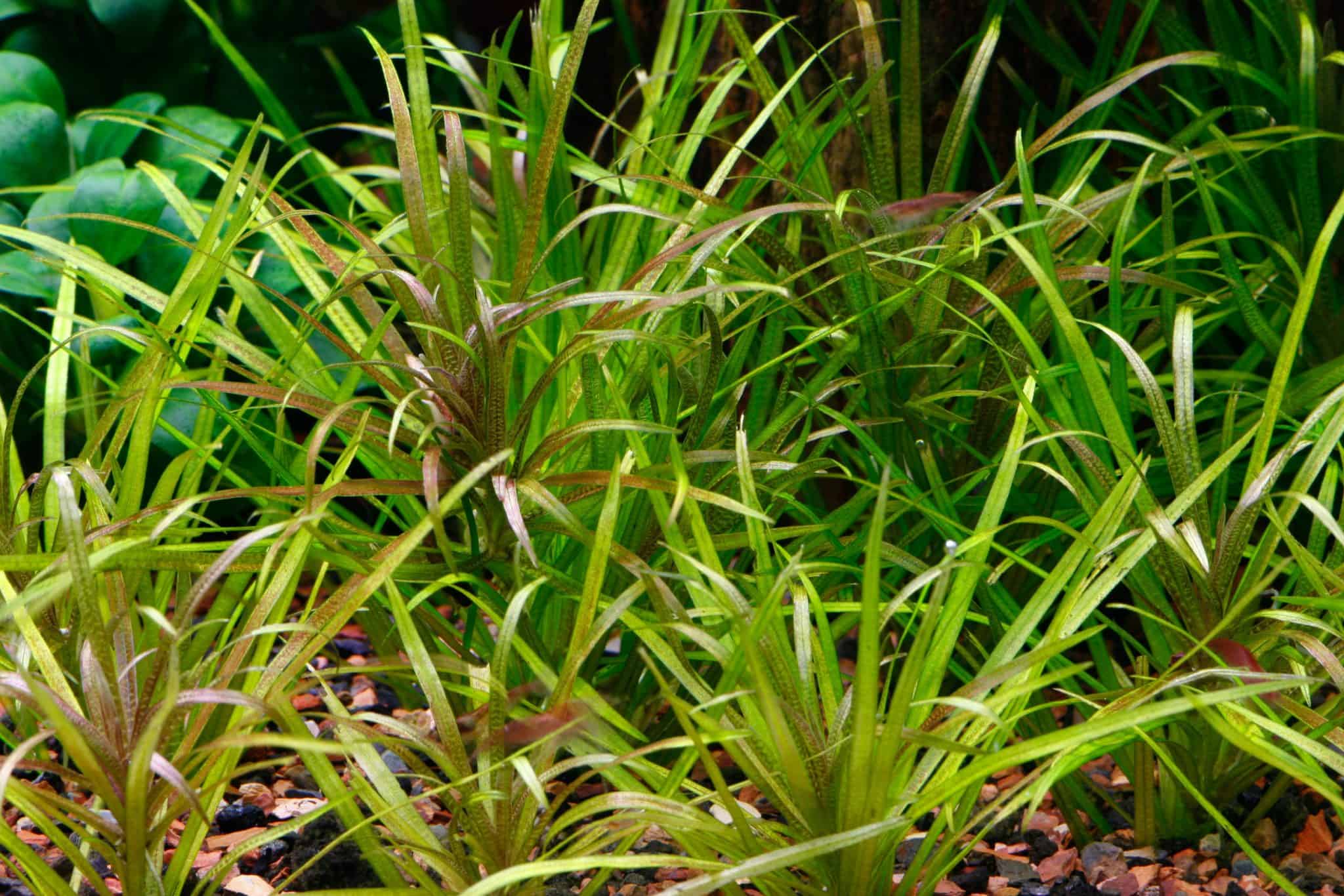 Blyxa japonica beginner's guide [2024]