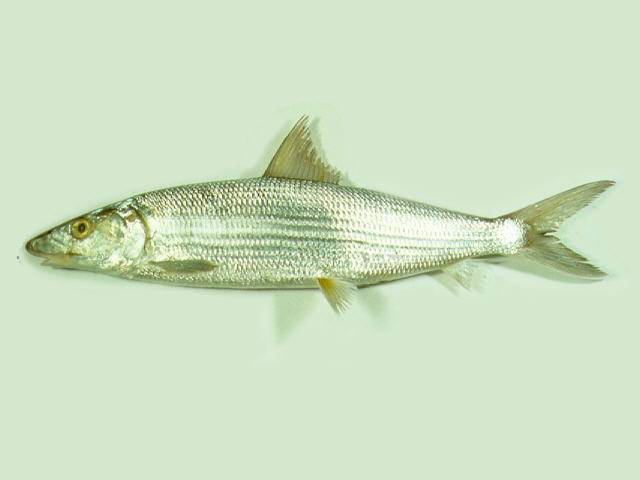 Глазач фото и описание – каталог рыб, смотреть онлайн