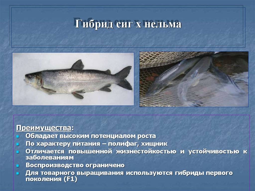 Сиг — рыба семейства лососевых