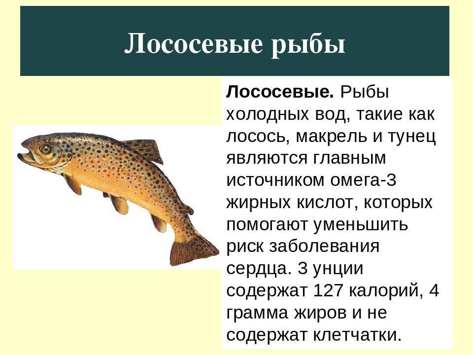 Лососевая рыба 7
