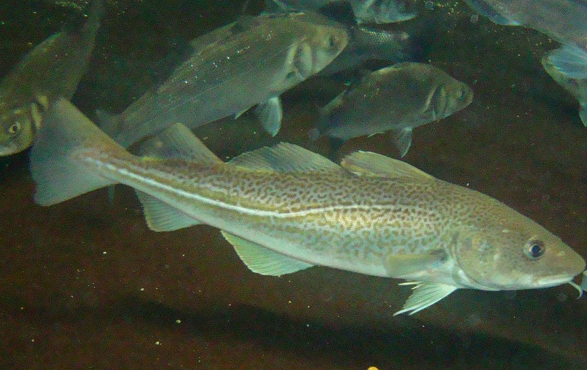 Треска вес рыбы. рыба семейства тресковых — виды, описание