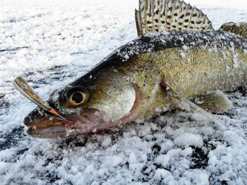 Ловля судака зимой со льда и по открытой воде | животный мир
