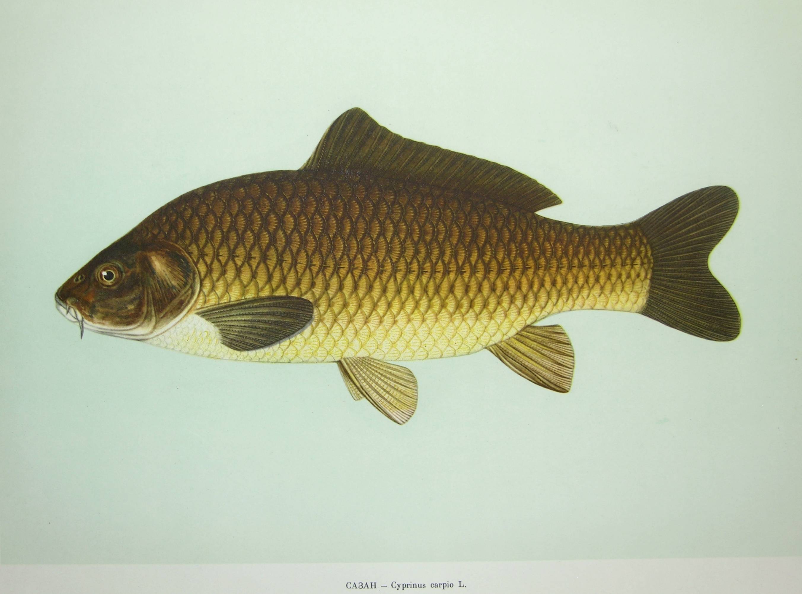 Рыба сазан: описание, разновидности, особенности питания
