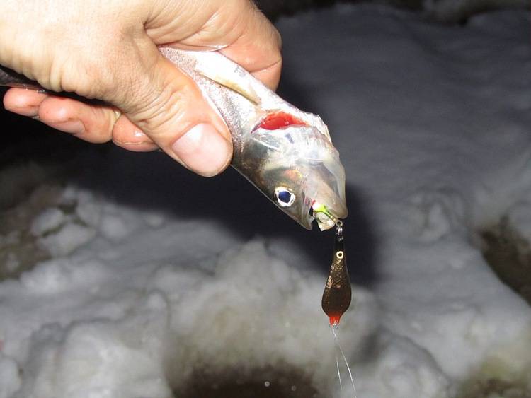 Зимняя рыбалка на корюшку: снасти и техника ловли