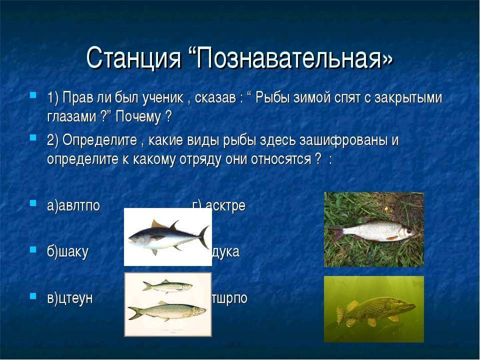 Рыбки спят, они устали. как рыбы спят? как спят рыбы в аквариуме