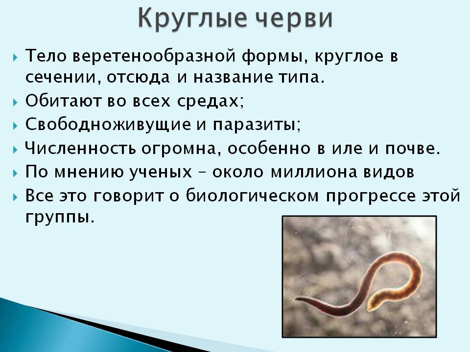 Особенности типа круглые черви. Паразитические черви Тип круглые черви. Представители животных типа круглые черви. Круглые черви свободноживущие и паразиты. Таблица круглых паразитических червей.
