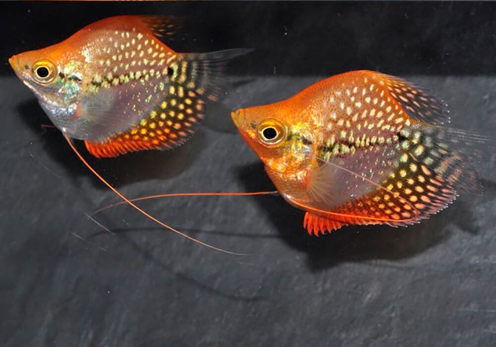 Лабиринтовые аквариумные рыбки, названия и особенности размножения