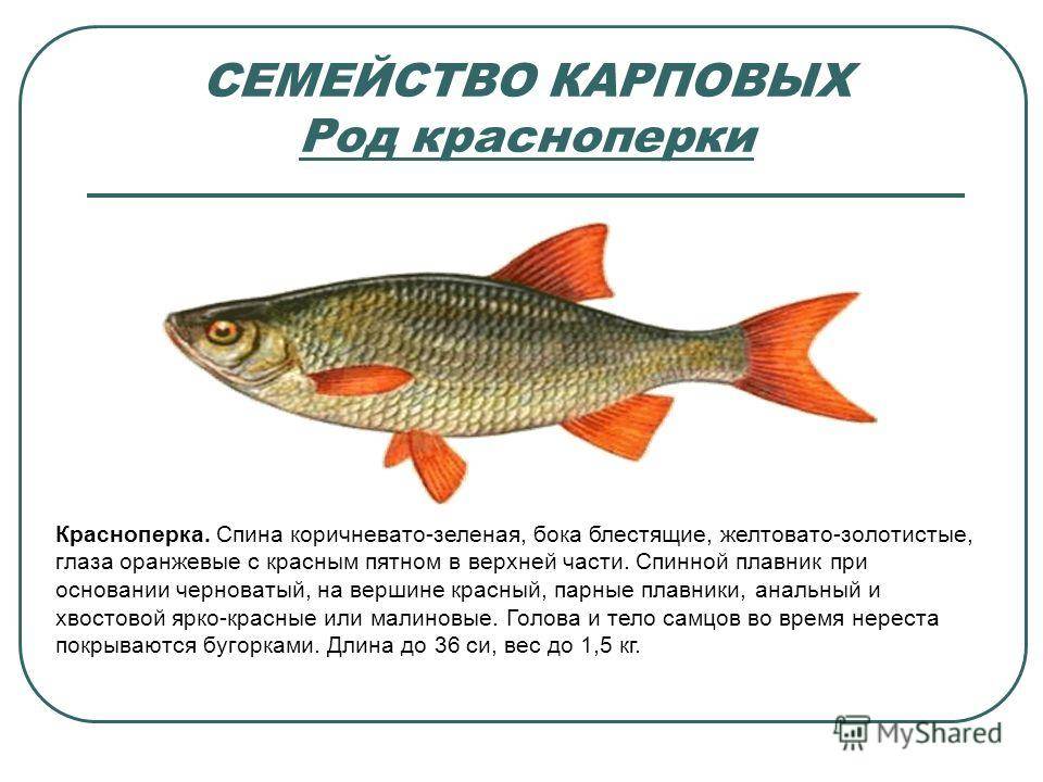 Рыба красноперка: где и как ловить, отличия, размеры, ареал, нерест