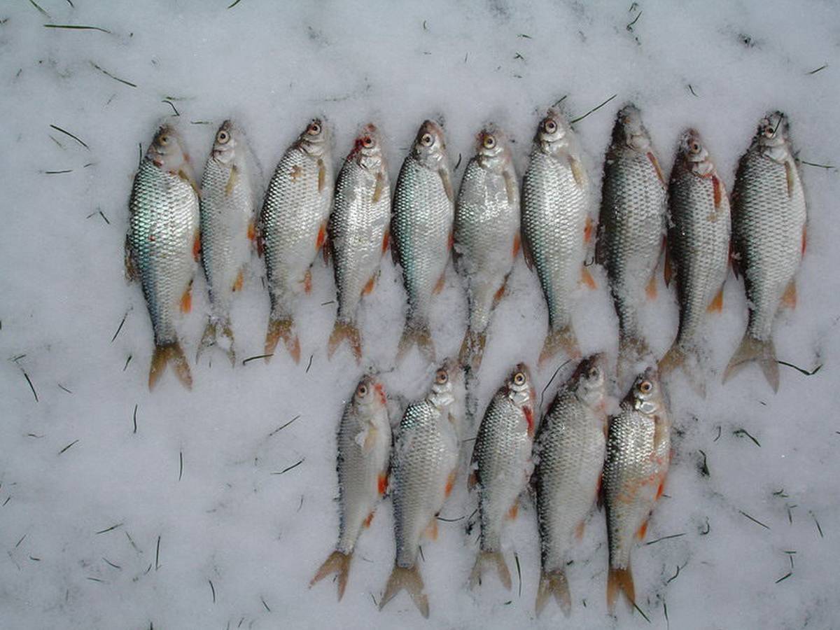 Ловля краснопёрки зимой - читайте на сatcher.fish