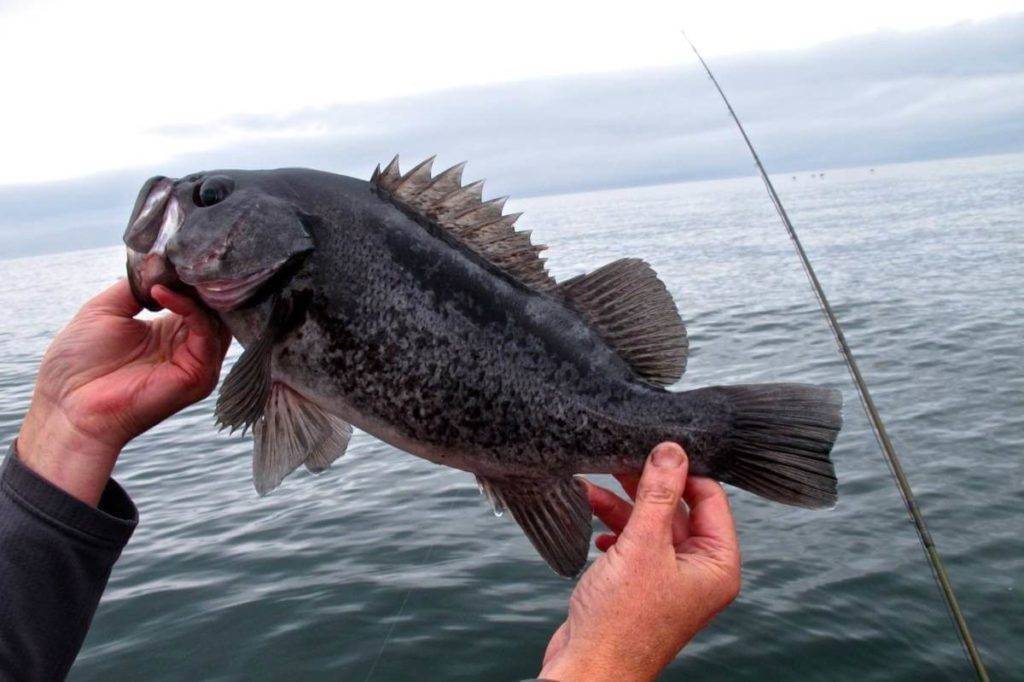 Рыба сибас (морской волк, лаврак): фото, описание, чилийский, черноморский, обыкновенный, где водится