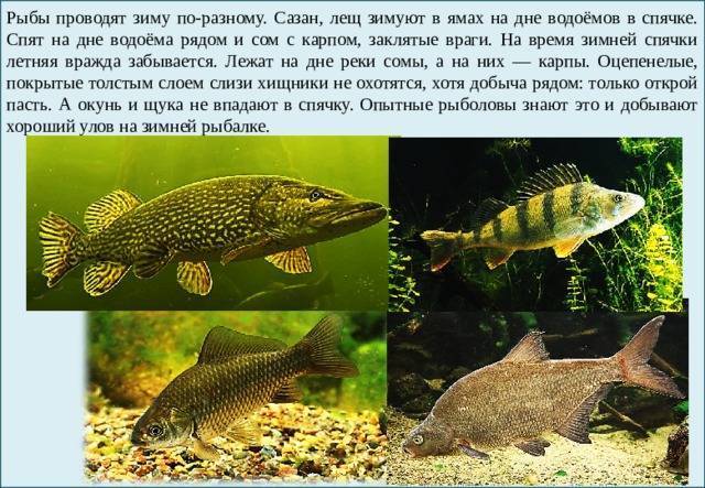 Как спят рыбы в воде: особенности сна рыб от их физиологического строения