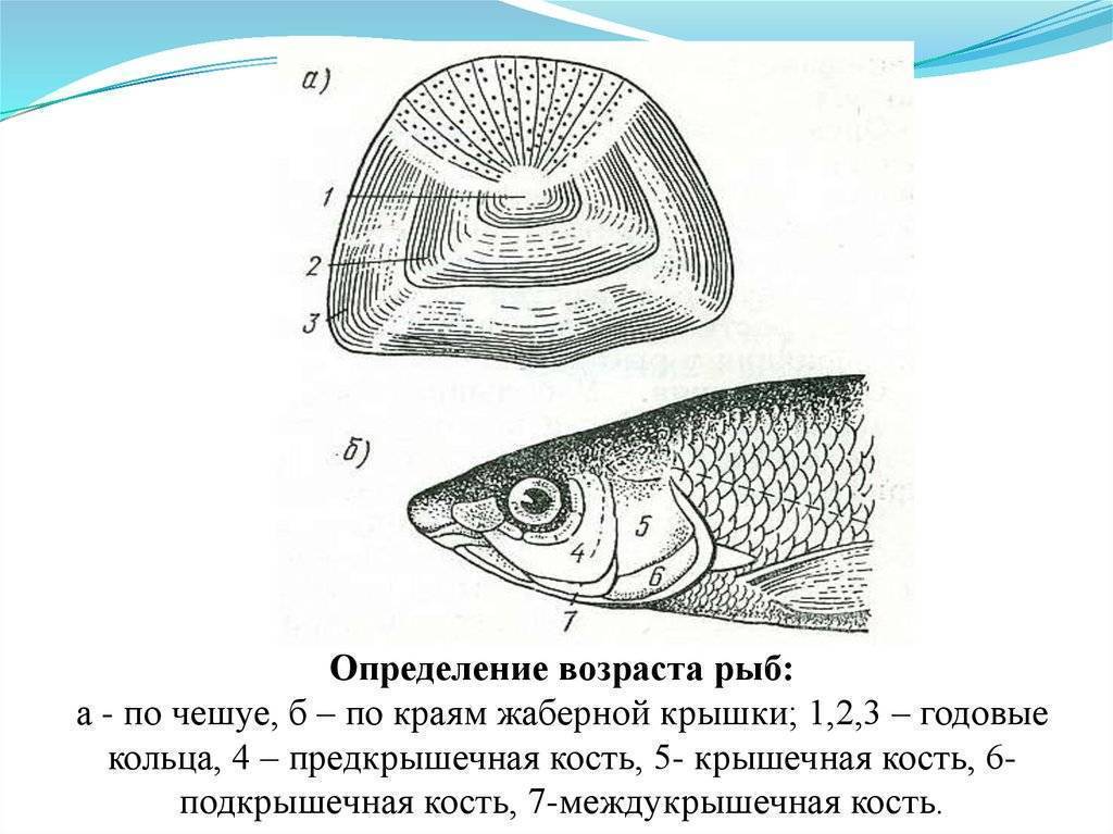 Как определить возраст рыбы по чешуе и другие способы